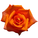 orangerose