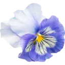 pansyu