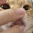 teef