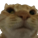 catno animated Discord emote from Fruitful Friendship Forum