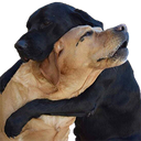 Dogs_Hugging Discord sticker from SKYFLOW ESPORTS
