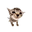 emoji_13