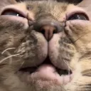 gumbusHUH