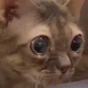 gumbusSTARE gumbusSTARE