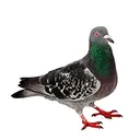 whitepigeon