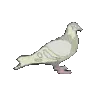 pigeonbadge