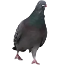 pigeonlegs