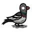 pigeoneyesangry