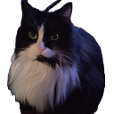 Chow Discord sticker | ƤŞ¥ĆĦ'Ş ĆØŽ¥ ŇØØҜ