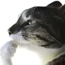 Gatocat_Hmm