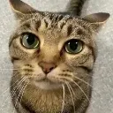 Gatocat_PoliteWell