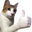 Gatocat_Thumb