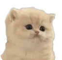 DumbfoundedKitten