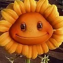Sunflower_kuk
