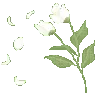 FleursBlanches