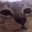 01catg