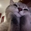 cutekitty