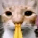 009cata
