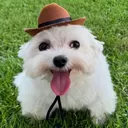 littlestupiddog