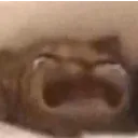 weepingkitty