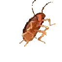 roachdance