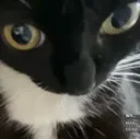 Cat_stare_look
