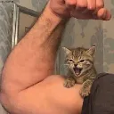 Dac_cat_strong