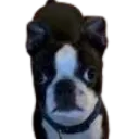 Gizmo