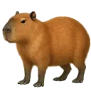 il_kapibara
