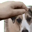 ColliePat