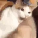 catbite