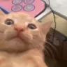 waa waa