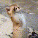 phosuo7 Discord Emoji - Phosu's server