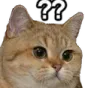 cat_question