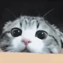 catappear catappear