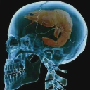 emoji_6 Discord Emoji - Hội live của Muse vn