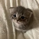 PleadinMeowie