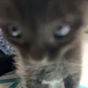 stare stare