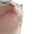 catdance3