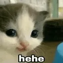 hehecat