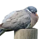 burd