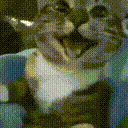 happycattocats