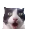 catshocked custom emote from girls.exe (18+)
