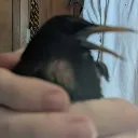 thebird