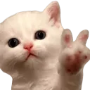 yo