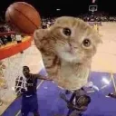 cat_baller
