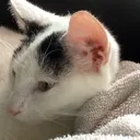 snowball