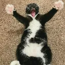 thedeathofsuscat