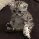 sadmari Discord Emoji from 𝗖𝘂𝗱𝗱𝗹𝘆 𝗖𝗿𝗶𝘁𝘁𝗲𝗿𝘀