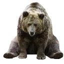 sadbear